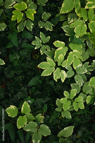 Φωτογραφία Close-up of invasive ground cover with variegated green foliage spreading densely across a shaded garden bed