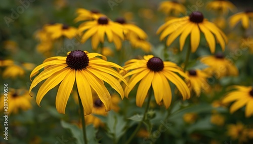 Black-eyed Susan flowers in...