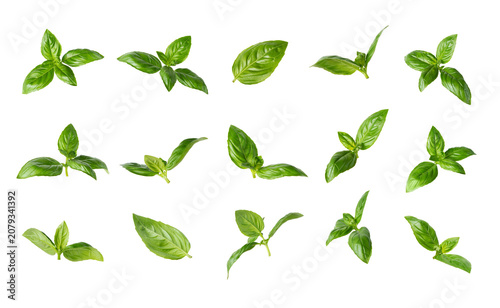 Set of fresh basil leaves isolated on transparent background