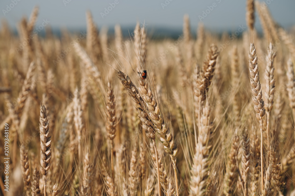 Obraz premium Ripe golden wheat field ready for harvest under summer sky