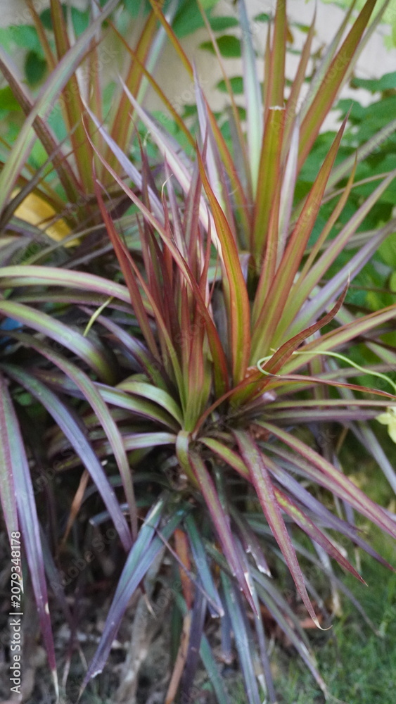 Obraz premium Vertical view of a colorful ornamental plant with long vibrant purple and green leaves on lawn grass, gardening concept