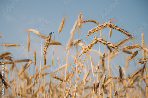 Foto Ripe golden wheat field ready for harvest under summer sky
