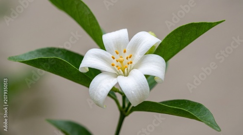 A delicate white flower with smooth curved petals and bright yellow-orange stamens, framed by green leaves, photographed against a plain background, symbolizing purity, freshness, and natural beauty.
