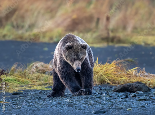 Cuadro en lienzo Angry Kodiak bear staring down a rival
