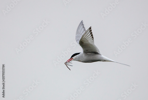 Obraz na płótnie High key image of an arctic tern bird against the sky