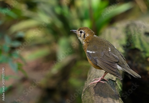 Orange-headed thrush