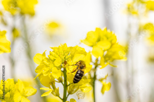 фотографія Honey bee collecting pollen from yellow flower