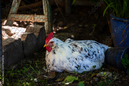 White speckled backyard chicken resting in the shade of a garden