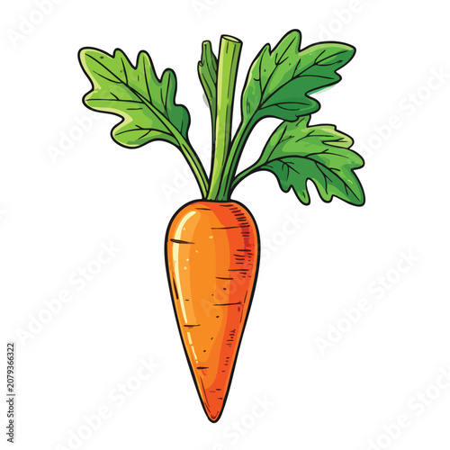 Fresh whole orange carrot with green leaves isolated on white background.