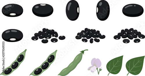 Canvastavla Black turtle beans agricultural vector illustration collection featuring individual raw seeds small heaps open pods showing black beans green closed pod flower and leaves