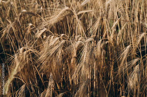Fotografie Ripe golden wheat field ready for harvest under summer sky