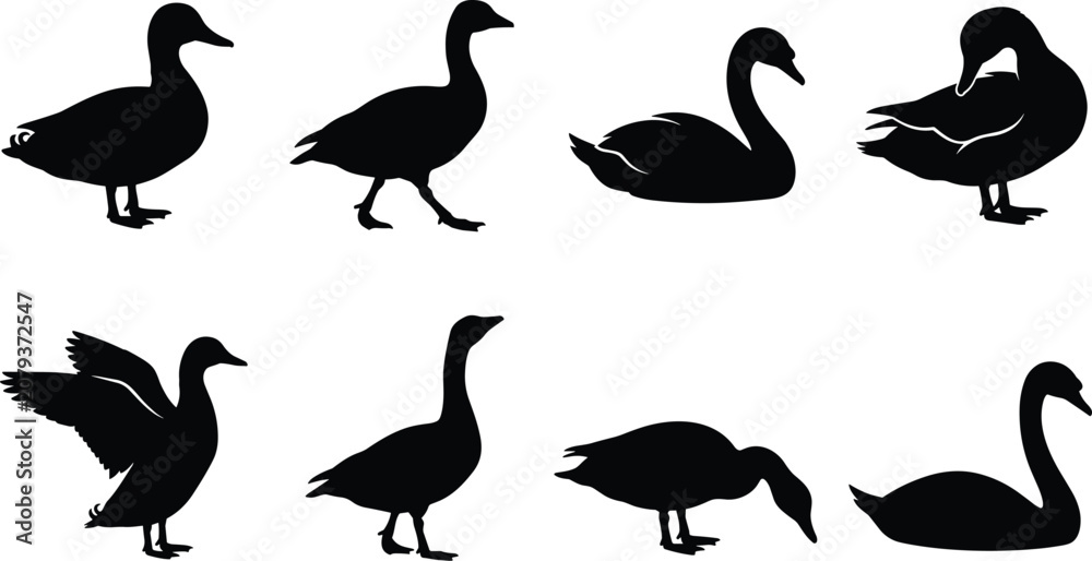 Obraz premium Duck, Goose, and Swan Silhouettes in Various Natural Poses Collection