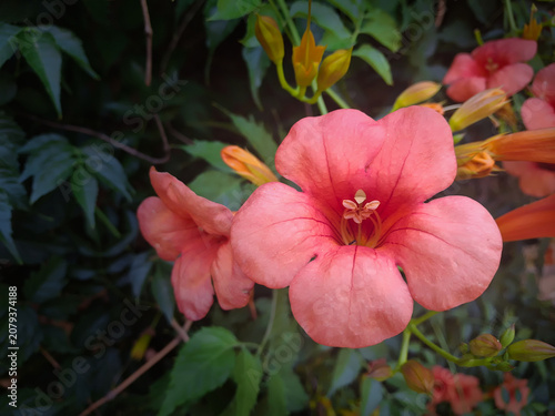 delicate and vivid five-petaled flower with the background of its foliage in the hedge