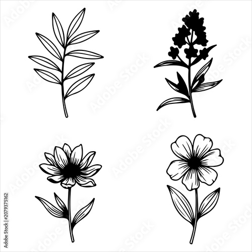 Four hand drawn botanical elements and flowers in clean black and white line art vector format for design