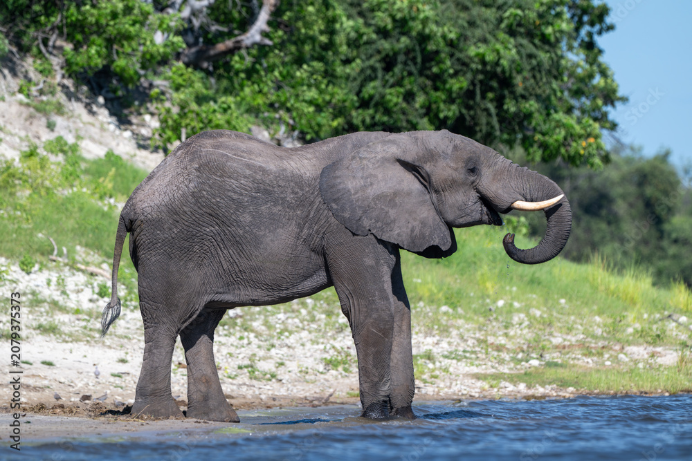 Fototapeta premium African elephant drinking from CHobe River in Chobe National Park, Botswana