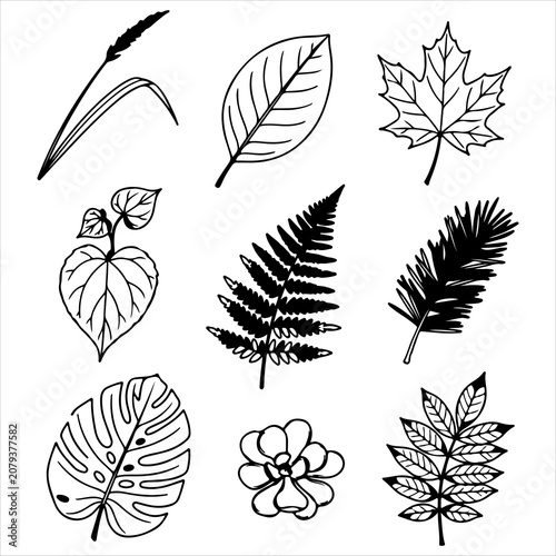 Set of nine assorted leaf and foliage line art illustrations for nature inspired graphic design projects