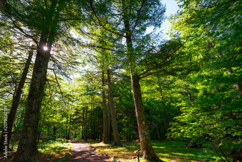 Forest tree sunlight trail ...