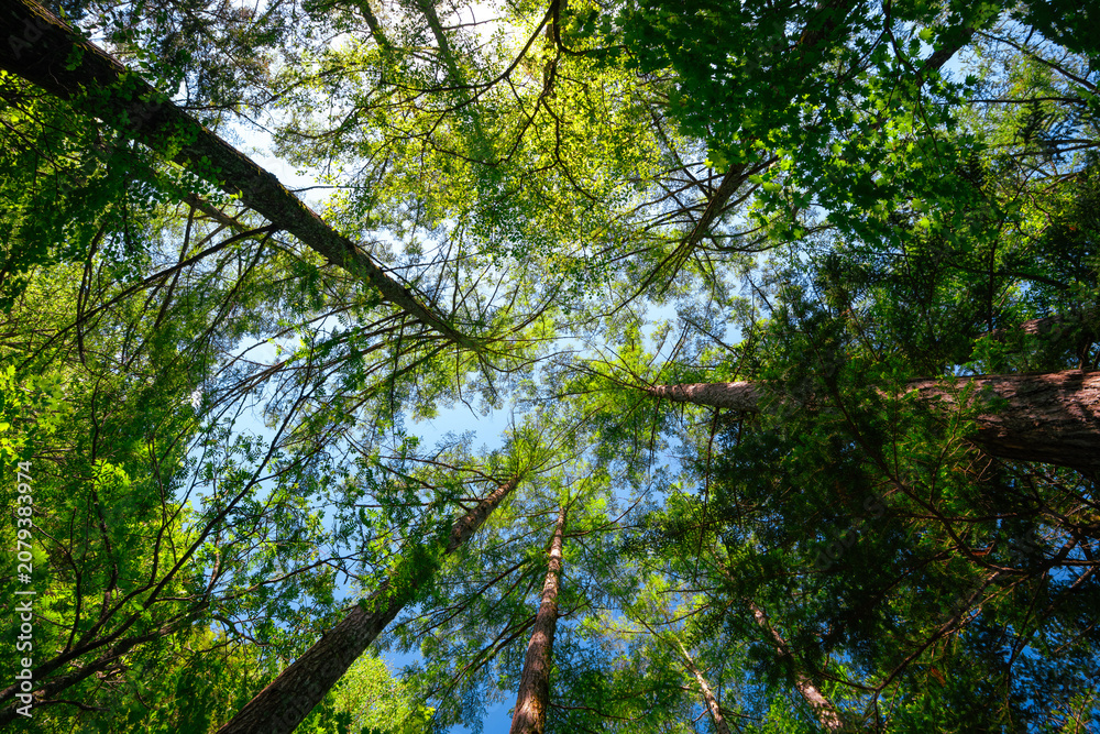 Fototapeta premium Forest canopy green tree sky sunlight branch woodland