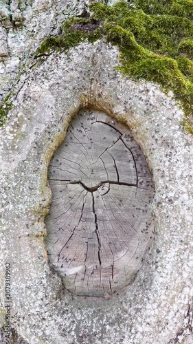 Wood ants organized anthill inside of living tree, lots of ants moving in and out of crack in wooden trunk. observing wild insects behavior in nature, bugs nesting in tree, ant formicary inside timber