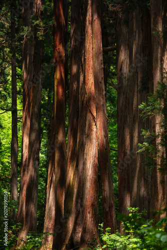 Redwood forest tree trunk b...