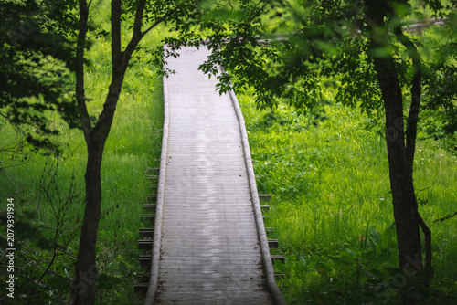 Wooden path forest green tr...