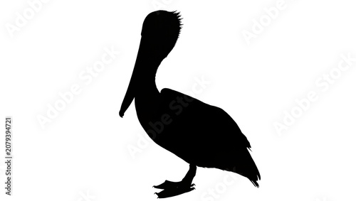 Bild auf Leinwand Isolated pelican bird silhouette, large water bird with long beak, wild aquatic