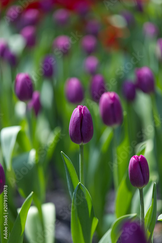 Regal Purple Field: Vibrant Purple Tulips Blooming in the Garden