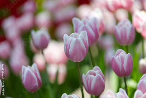 Soft Elegance: Field of Bi-Color Pink and White Tulips in Full Bloom