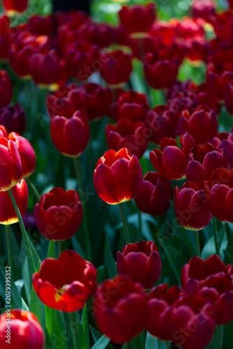 Radiant Blooms: Field of Vibrant Red Tulips Glowing in the Sunlight