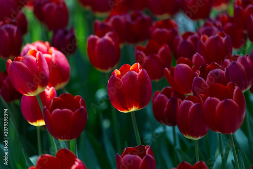 Radiant Blooms: Field of Vibrant Red Tulips Glowing in the Sunlight