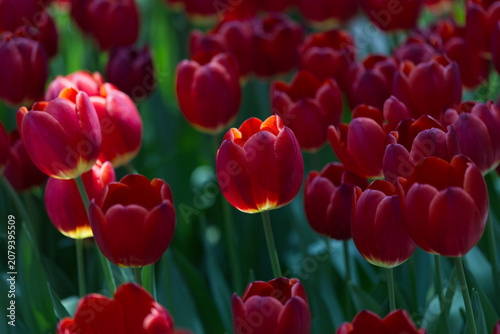 Radiant Blooms: Field of Vibrant Red Tulips Glowing in the Sunlight
