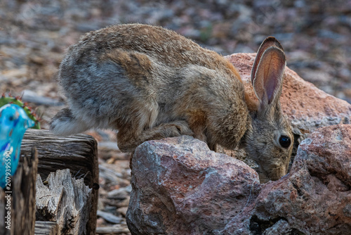 Bunny drinking water from a rock bowl