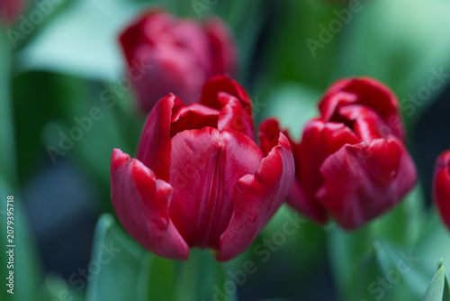 Radiant Blooms: Field of Vibrant Red Tulips Glowing in the Sunlight