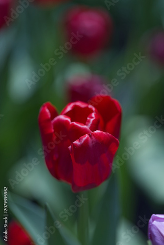 Radiant Blooms: Field of Vibrant Red Tulips Glowing in the Sunlight