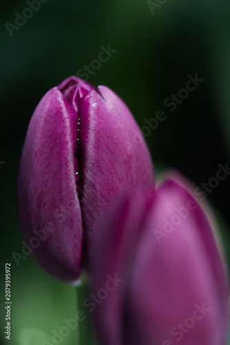 Elegant Morning Dew: Close-Up of a Purple Tulip Bud with Tiny Water Droplets