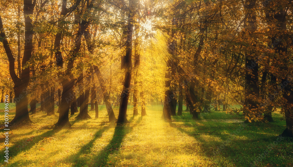 Fototapeta premium Autumn park landscape - autumnal trees in the park lit by sunlight breaking through the tree branches. Soft focus processing