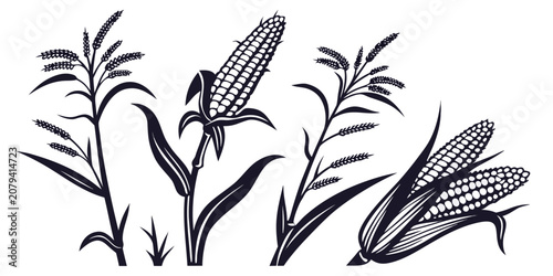Bild auf Leinwand Black and white vector illustration of corn stalks with ears of maize for agricu