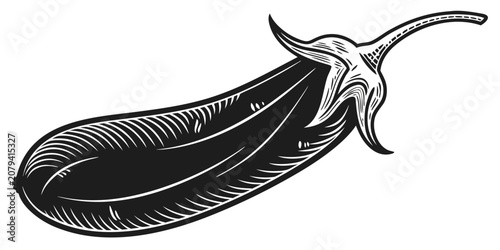 Detailed line art illustration of single fresh eggplant with eggplant aubergine vegetable vegetarian ingredient nutrition agriculture isolated