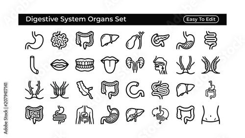 Digestive system organs set easy to edit line icons  human body anatomy illustrations  medical education graphics  health infographics  organ diagrams