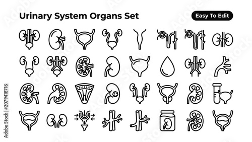 Urinary system organs human body anatomy kidneys bladder ureters urethra medical icons  set of line illustrations for health and biology education