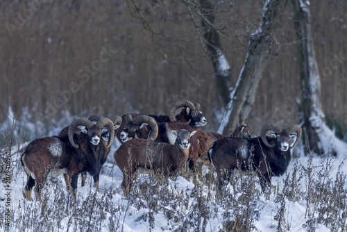 The pack of European mouflon (Ovis gmelini) has long since noticed me, but remains relaxed, winter, snow, Germany