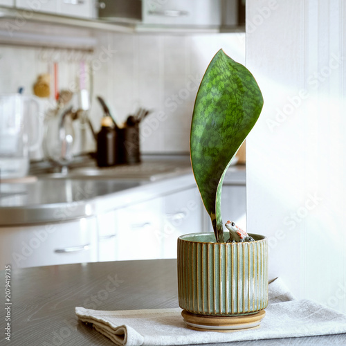 Aesthetic Whale Fin snake plant in a ribbed pot as home decor. Square