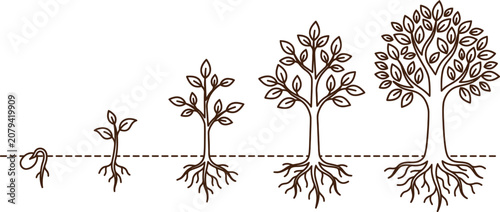 Konstfotografi Tree growth stages illustration seed to mature tree life cycle