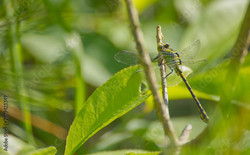 Grüne Libelle sitzt auf einem Ast im hellen Sonnenlicht