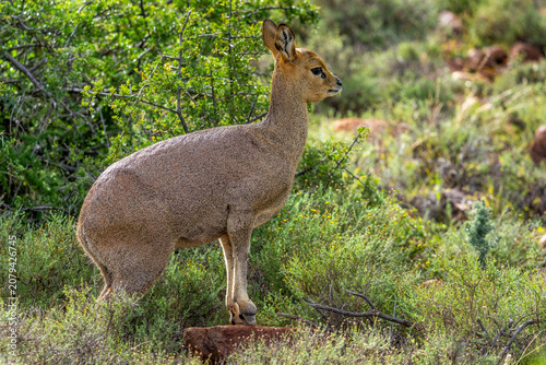 Klipspringer (Oreotragus oreotragus) female standing in typical Nama Karoo habitat near Beaufort West, Western Cape, South Africa. A sure-footed African antelope in its rugged natural environment.