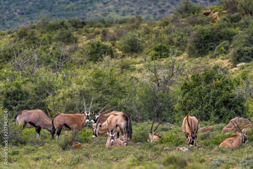 Konstfotografi Gemsbok or South African oryx (Oryx gazella) standing in typical Nama Karoo habitat near Beaufort West, Western Cape, South Africa, highlighting the beauty of Africa's arid wildlife landscapes