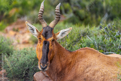 Tableau sur toile Gemsbok or South African oryx (Oryx gazella) standing in typical Nama Karoo habitat near Beaufort West, Western Cape, South Africa, highlighting the beauty of Africa's arid wildlife landscapes