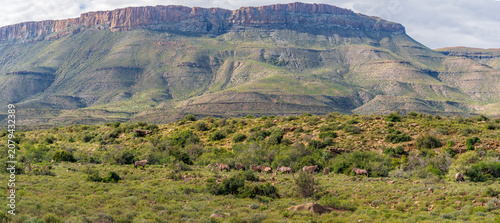 Konstfotografi Gemsbok or South African oryx (Oryx gazella) standing in typical Nama Karoo habitat near Beaufort West, Western Cape, South Africa, highlighting the beauty of Africa's arid wildlife landscapes
