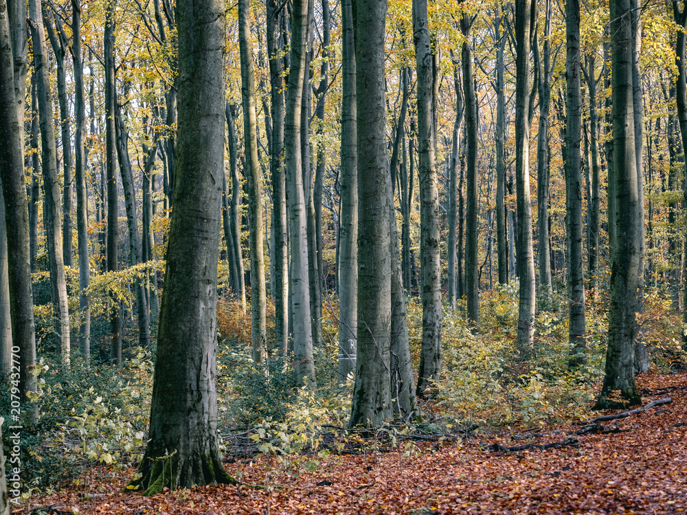 Fototapeta premium Herbstlaub abstrakt in Szene gesetzt
