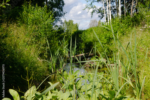 Authentic marshland. Overgrown pond. Wetlands. Green swamp. Lake in the thicket, wallpaper, background.